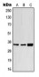 CD1e Antibody